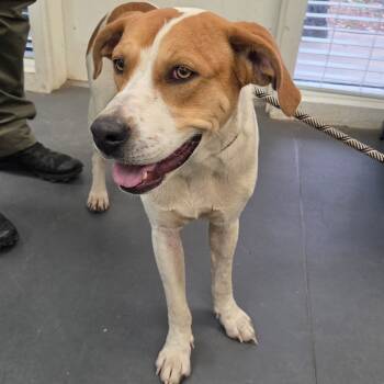 Rescue Hound and Pit Bull Terrier Dogs for Adoption in Troy, Virginia - McNugget | PetCurious