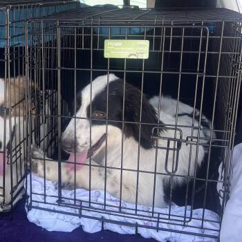 Jerry -  Great Pyrenees and Mixed Breed Dog for Adoption in Tacoma, Washington - Jerry | PetCurious
