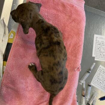 MJ -  Mixed Breed Dog for Adoption in Las Cruces, New Mexico - MJ | PetCurious