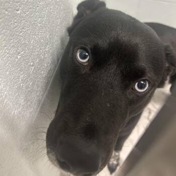 Summit -  Husky Dog for Adoption in Chattanooga, Tennessee - Summit | PetCurious