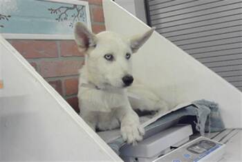 Siberian Husky and Mixed Breed Dogs Available for Adoption in Houston, Texas - A2072155 | PetCurious