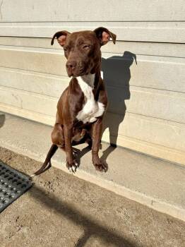 Chaco-Latte -  Pit Bull Terrier Dog for Adoption in Randolph, Vermont - Chaco-Latte | PetCurious
