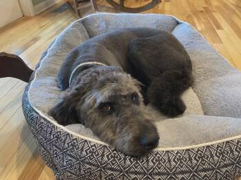 English Shepherd and Labrador Retriever Dogs Available for Adoption - Matthew | PetCurious