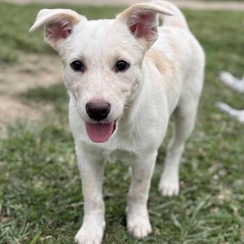 Honey -  Australian Cattle Dog Blue Heeler and Labrador Retriever Dog for Adoption in Amarillo, Texas - Honey | PetCurious