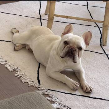 French Bulldog Dogs Available for Adoption - Monkey- ADOPT Me!! | PetCurious