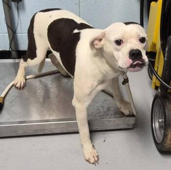 Pen 190 -  American Staffordshire Terrier Dog for Adoption in Lawrenceville, Georgia - Pen 190 | PetCurious