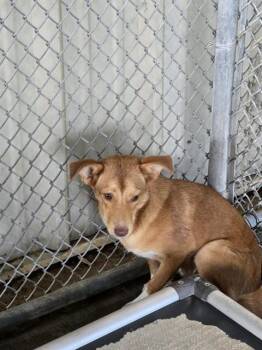 A432664 -  Labrador Retriever and Mixed Breed Dog for Adoption in Conroe, Texas - A432664 | PetCurious