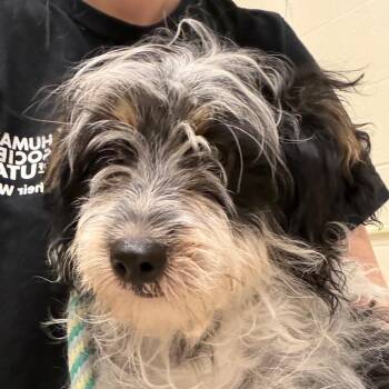 Leon -  Mixed Breed Dog for Adoption in Murray, Utah - Leon | PetCurious