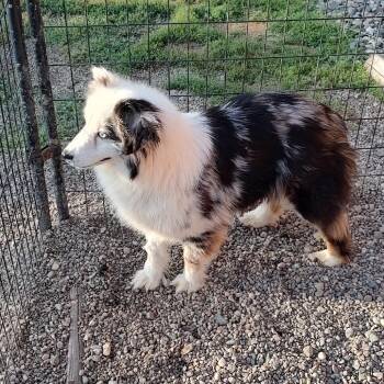 Fable -  Australian Shepherd Dog for Adoption in Ada, Minnesota - Fable | PetCurious