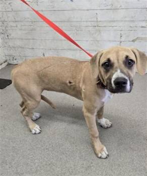MANGO -  Pit Bull Terrier and Mixed Breed Dog for Adoption in San Bernardino, California - MANGO | PetCurious