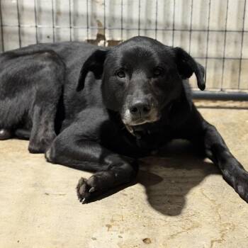 Rascal -  Labrador Retriever and Collie Dog for Adoption in Fort Smith, Arkansas - Rascal | PetCurious