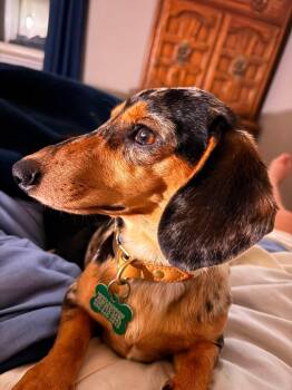 Houdini -  Dachshund Dog for Adoption in Sioux Falls, South Dakota - Houdini | PetCurious