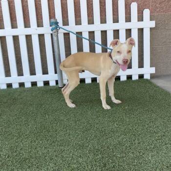 CIDER -  Pit Bull Terrier and Mixed Breed Dog for Adoption in Modesto, California - CIDER | PetCurious