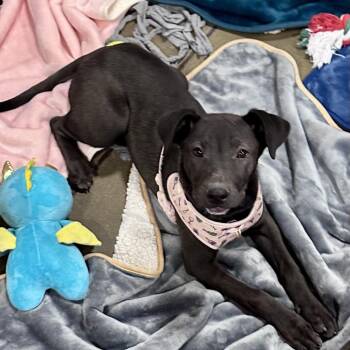 Shepherd and Mixed Breed Dogs Available for Adoption - Britney | PetCurious