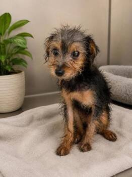 Yorkshire Terrier and Mixed Breed Dogs Available for Adoption in Malvern, Pennsylvania - Peter | PetCurious