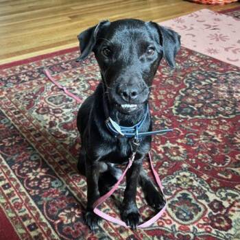 Terrier and Mixed Breed Dogs Available for Adoption - Midnight | PetCurious