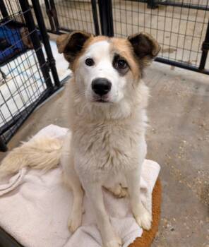 Rescue Collie Dogs for Adoption in Peace River, Alberta - Clover | PetCurious