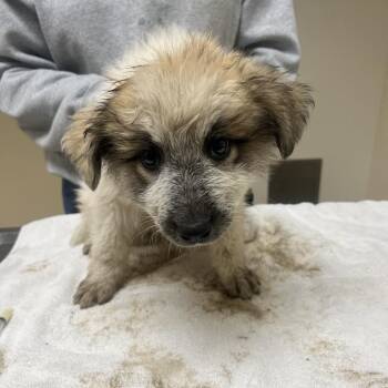 Custard -  Great Pyrenees and Mixed Breed Dog for Adoption in Riverside, California - Custard | PetCurious