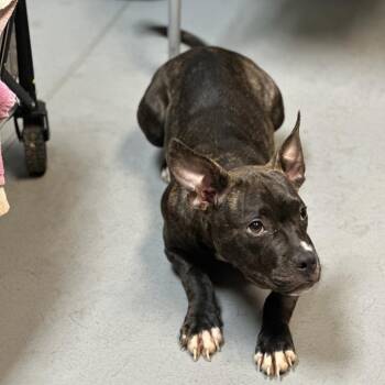 Hercules Mulligan -  Mixed Breed Dog for Adoption in Columbus, Georgia - Hercules Mulligan | PetCurious