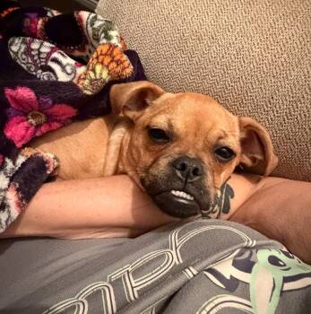 Rescue Pug and Chihuahua Dogs for Adoption in El Cajon, California - Betina Aka Betty | PetCurious