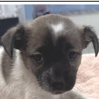 Jupiter -  Chihuahua Dog for Adoption in Longmont, Colorado - Jupiter | PetCurious