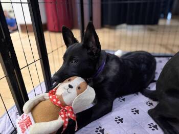 German Shepherd Dog and Cattle Dog Dogs Available for Adoption in Pleasant Hill, California - Denali | PetCurious
