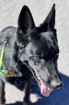 Levi -  German Shepherd Dog Dog for Adoption in Incline Village, Nevada - Levi | PetCurious