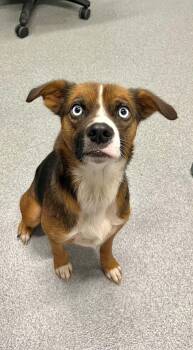 Gizzy -  Beagle Dog for Adoption in Moundsville, West Virginia - Gizzy | PetCurious