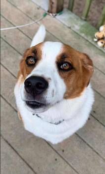 Rescue Cattle Dog Dogs for Adoption in Eglin Air Force Base, Florida - Boogie | PetCurious