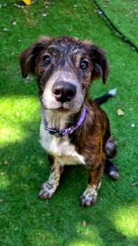 Riker -  Boxer Dog for Adoption in Shawnee, Oklahoma - Riker | PetCurious