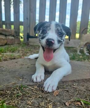 Dove -  Mixed Breed Dog for Adoption in Salem, New Hampshire - Dove | PetCurious