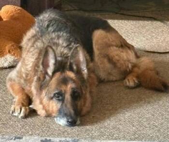 German Shepherd Dog Dogs Available for Adoption - Sabre  | PetCurious