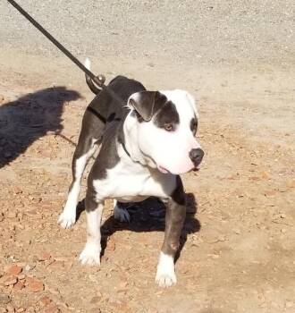 Rescue Pit Bull Terrier Dogs for Adoption in Ventura, California - Gabe | PetCurious