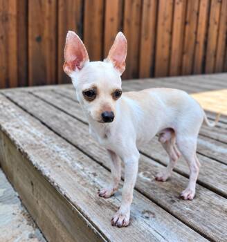 Gnocchi -  Chihuahua Dog for Adoption in Colleyville, Texas - Gnocchi | PetCurious