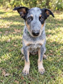 Bo 7 months AVA 9/30 -  Labrador Retriever Dog for Adoption in Sterling, Massachusetts - Bo 7 Months AVA 9/30 | PetCurious