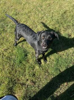 Rescue Labrador Retriever Dogs for Adoption in Chattanooga, Tennessee - Midnight | PetCurious