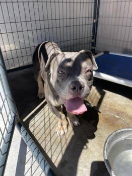 Zinnia -  Pit Bull Terrier Dog for Adoption in Victorville, California - Zinnia | PetCurious