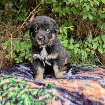 Cove 06-1624 -  Australian Shepherd and Australian Cattle Dog Blue Heeler Dog for Adoption in Tyrone, Georgia - Cove 06-1624 | PetCurious