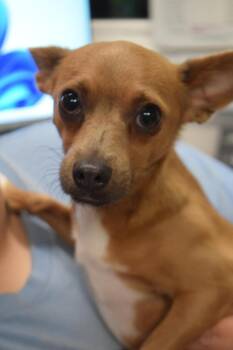 Mesquite -  Chihuahua Dog for Adoption in Pahrump, Nevada - Mesquite | PetCurious