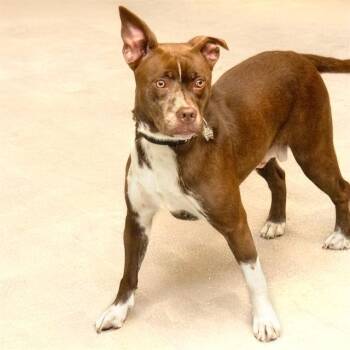 Pit Bull Terrier and Labrador Retriever Dogs Available for Adoption - SUNDANCE | PetCurious