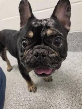 ZYRO -  French Bulldog and Mixed Breed Dog for Adoption in Houston, Texas - ZYRO | PetCurious