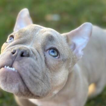 French Bulldog Dogs Available for Adoption in Northbrook, Illinois - Dilly | PetCurious