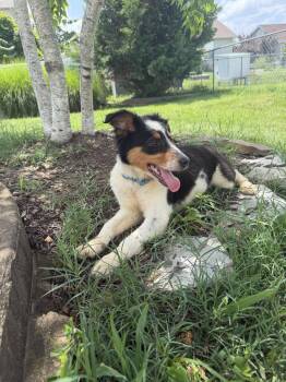 Millie -  Australian Shepherd Dog for Adoption in Barnhart, Missouri - Millie | PetCurious
