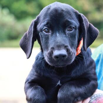 CT Mercy -  Black Labrador Retriever and Mixed Breed Dog for Adoption in Eastford, Connecticut - CT Mercy | PetCurious