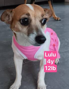 Retriever Dogs Available for Adoption - Lulu | PetCurious