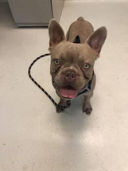 GUCCI -  French Bulldog Dog for Adoption in Santa Cruz, California - GUCCI | PetCurious