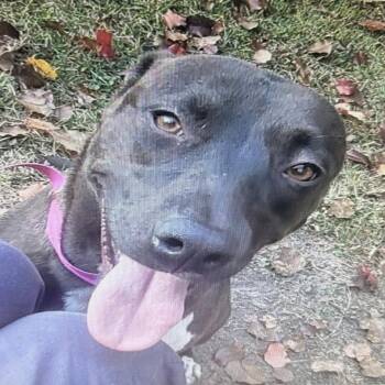 Zelda -  Labrador Retriever Dog for Adoption in Locust Fork, Alabama - Zelda | PetCurious