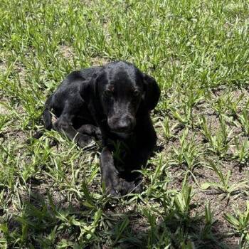 Lucian -  Labrador Retriever Dog for Adoption in Valdosta, Georgia - Lucian | PetCurious