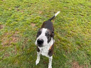Windsor -  Great Dane Dog for Adoption in Bullard, Texas - Windsor | PetCurious