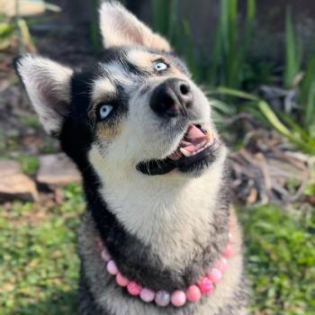 Dafne Doo, sweet are You -  Husky Dog for Adoption in Houston, Texas - Dafne Doo, Sweet Are You | PetCurious